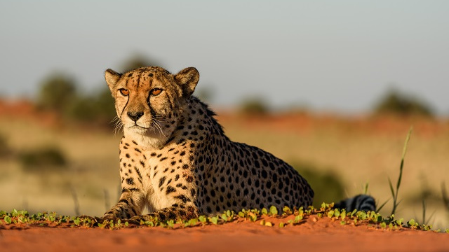 AMO-Namibia-Kalahari-Deserto-Chita-Acp-Viagens