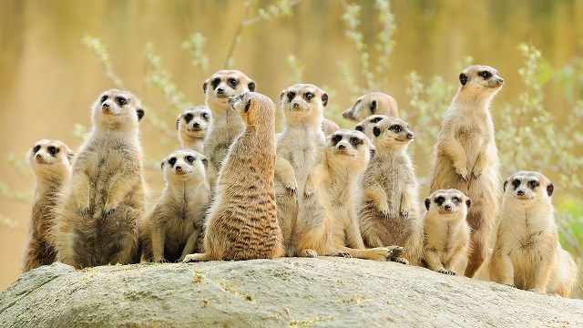 AMO-Namibia-Kalahari-Deserto-Suricata-Acp-Viagens