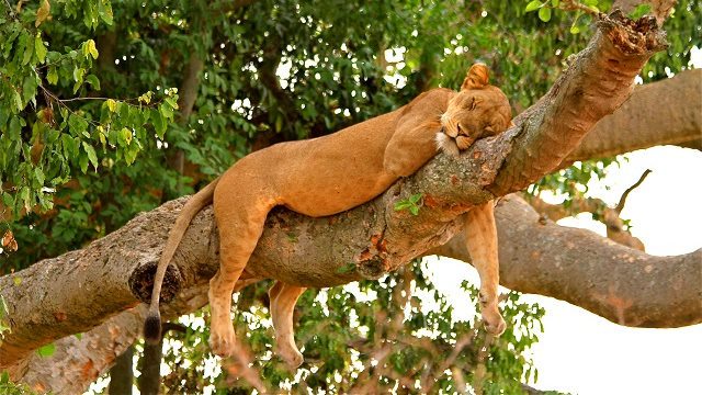AMO-Uganda-Ishasha-Parque-Nacional-Queen-Elisabeth-Leao1-Acp-Viagens