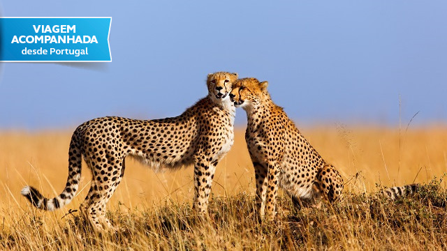 Quenia-Mombaca-Coracao-Savana-Encanto-Indico-27jun26-Acp-Viagens