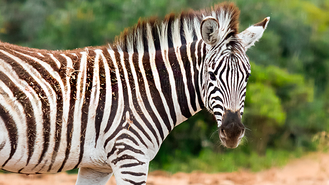 ACP apadrinha a Zebra Zira