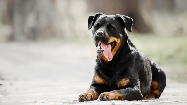 Curso de espanhol - De Mala e Dog